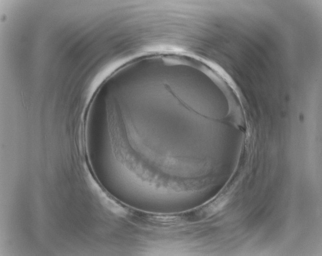 X0000066541295200603171231