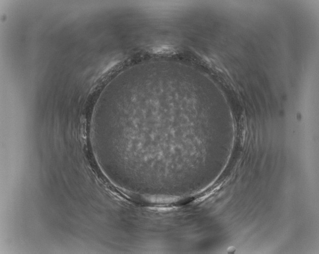 X0000066541301200603171230