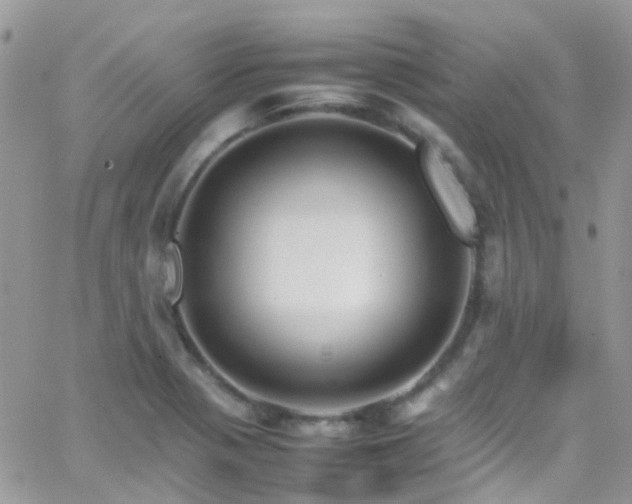 X0000066541321200603171231