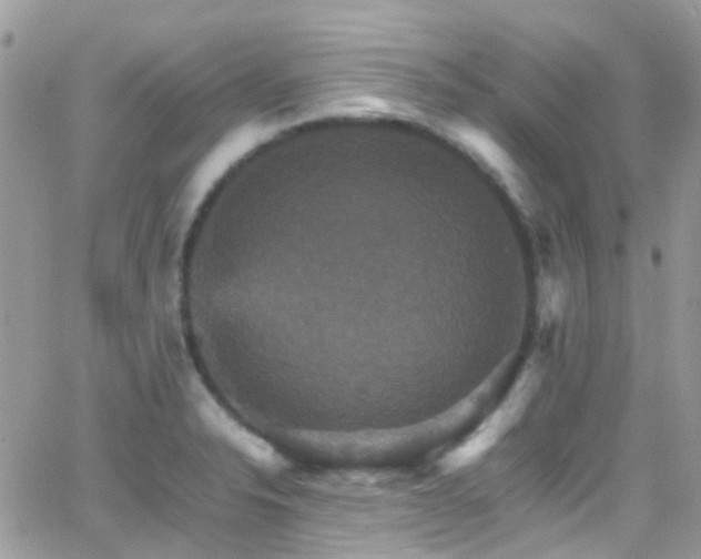 X0000066541326200603171231