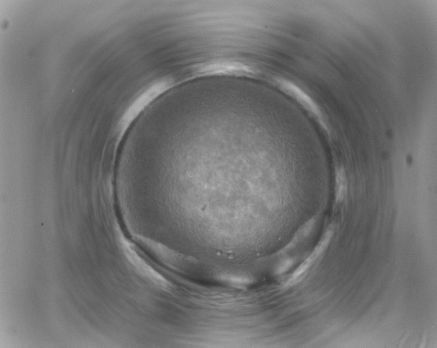 X0000066541330200603171231