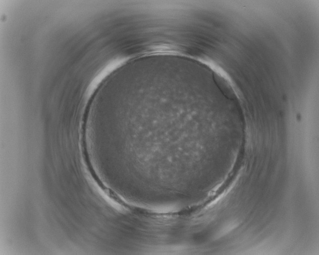 X0000066541333200603171231