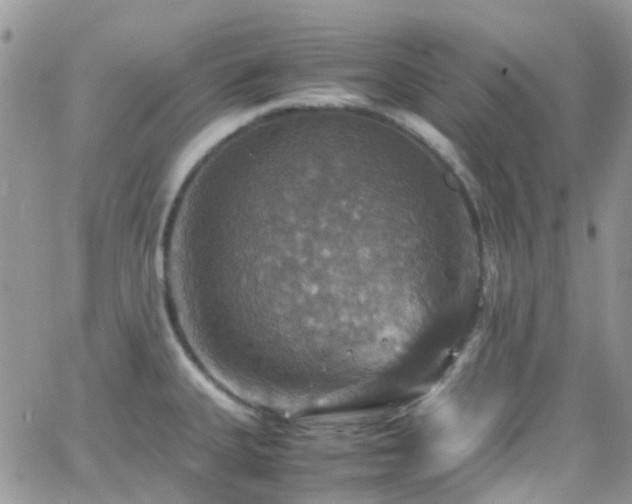 X0000066541335200603171231