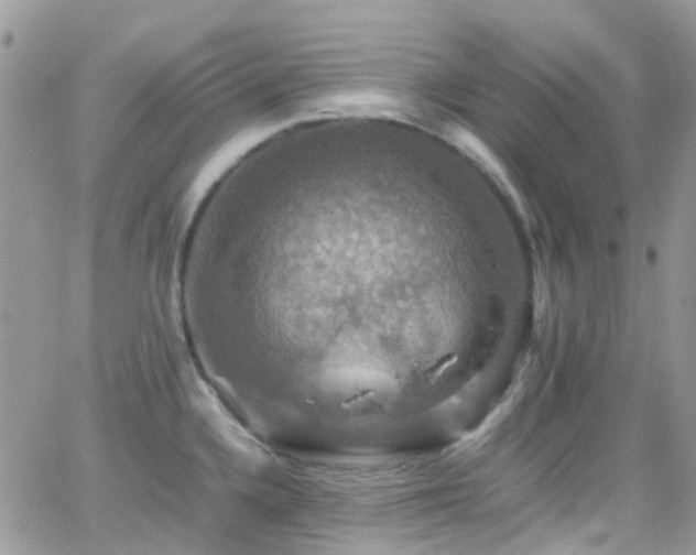 X0000066541336200603171231