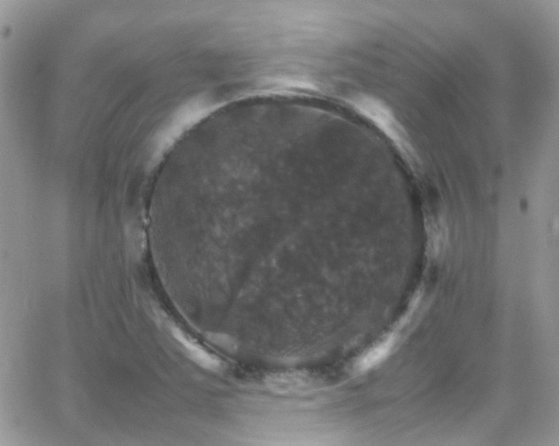 X0000066541363200603171230