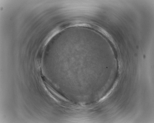 X0000066541377200603171230