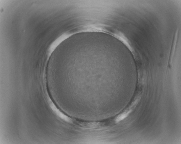 X0000066541387200603171230