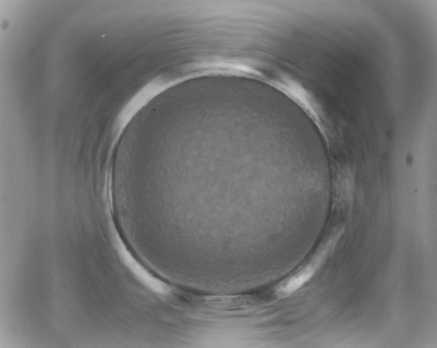 X0000066541391200603171230