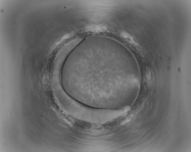 X0000066541398200603171229