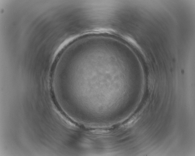 X0000066541412200603171229