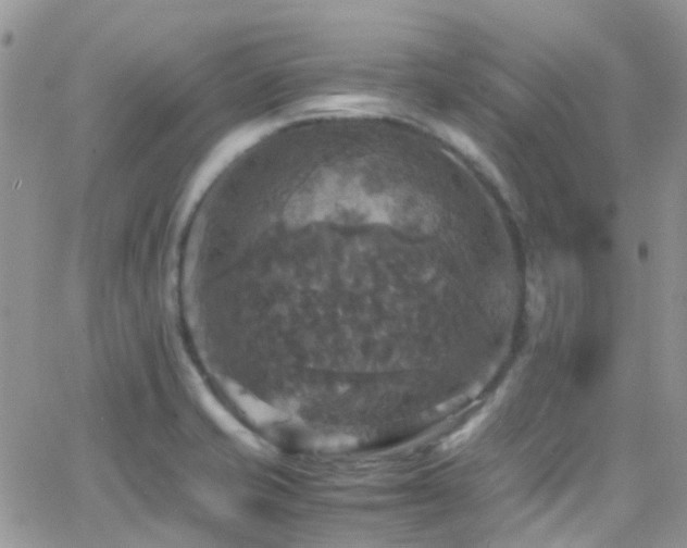 X0000066541421200603171229