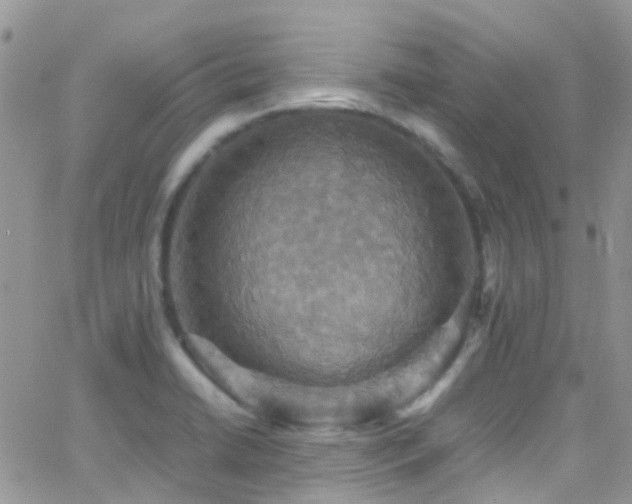 X0000066541422200603171229