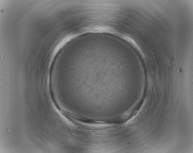 X0000066541424200603171229