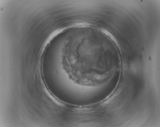 X0000066541429200603171229