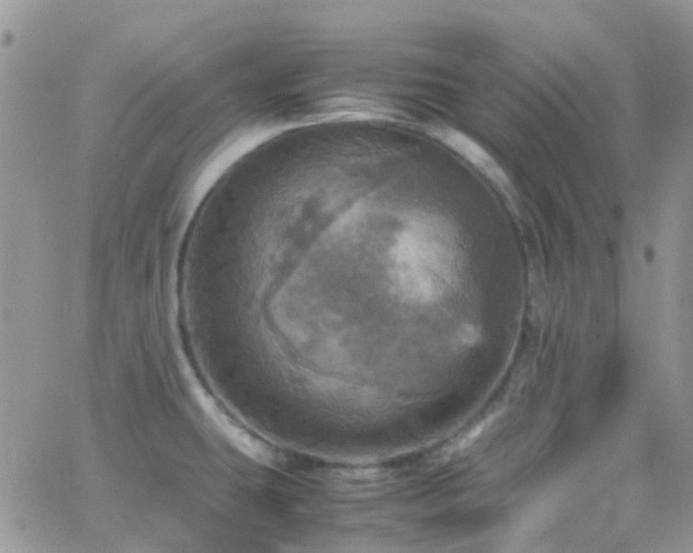 X0000066541431200603171229