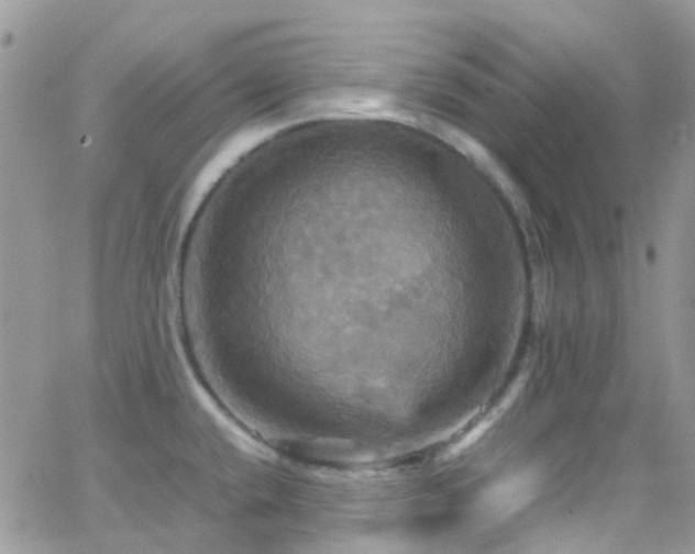 X0000066541432200603171229