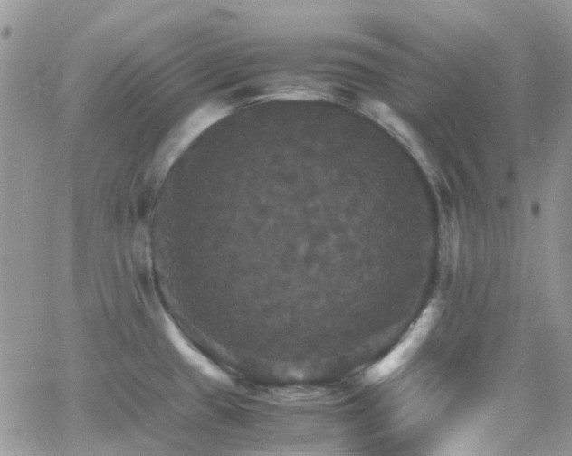 X0000066541433200603171229