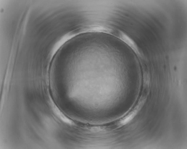 X0000066541436200603171229