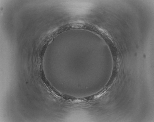 X0000066541445200603171229