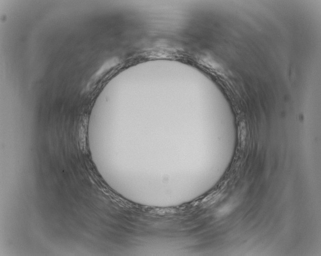 X0000066541446200603171229