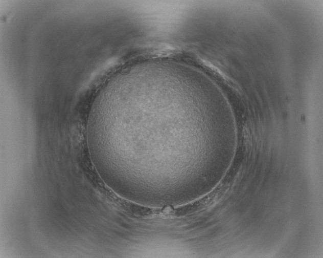 X0000066541447200603171229