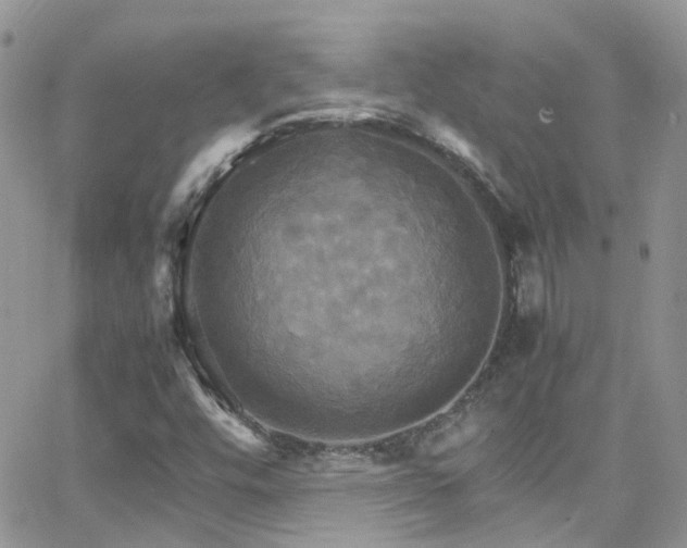 X0000066541448200603171229