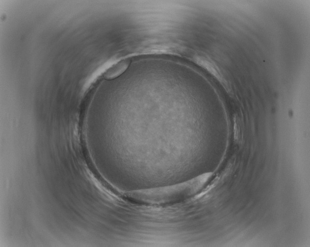 X0000066541452200603171229