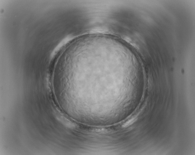 X0000066541454200603171229