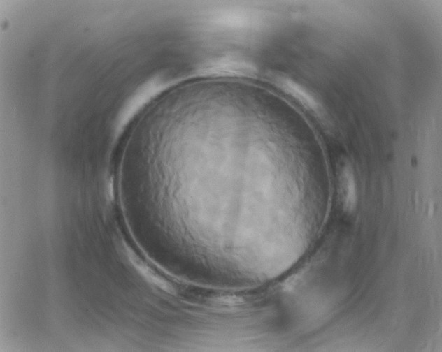 X0000066541462200603171228