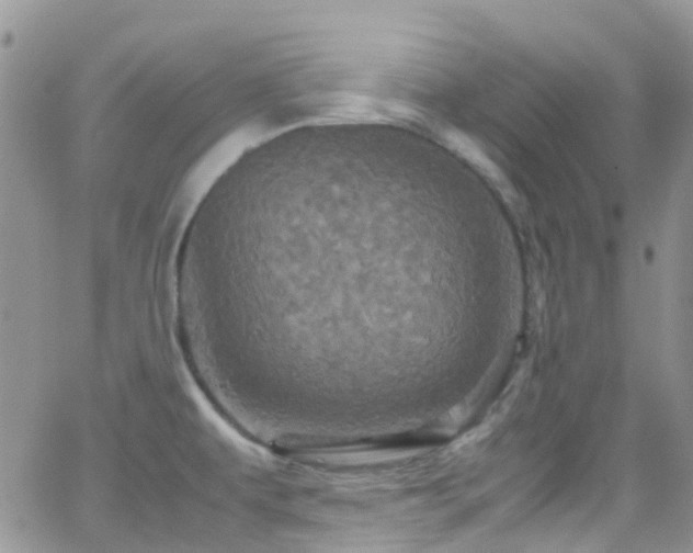 X0000066541479200603171228