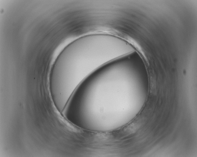 X0000066541480200603171228