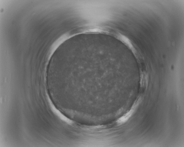 X0000066541483200603171228