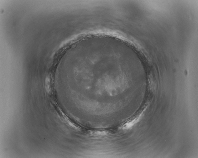 X0000066541494200603171227