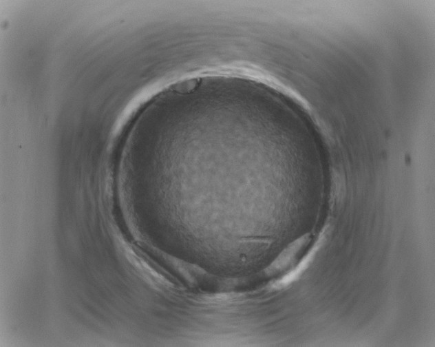 X0000066541506200603171227