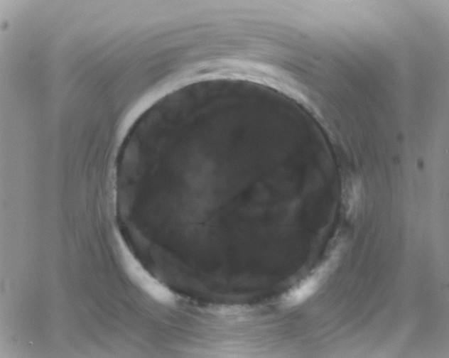 X0000066541522200603171228