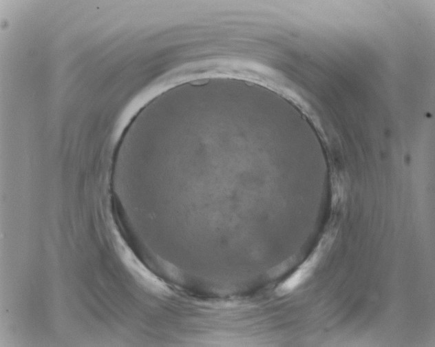 X0000066541530200603171228