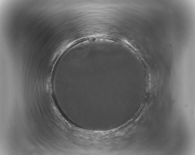 X0000066540002200603201438