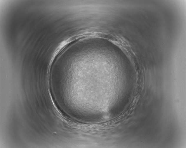 X0000066540003200603201438