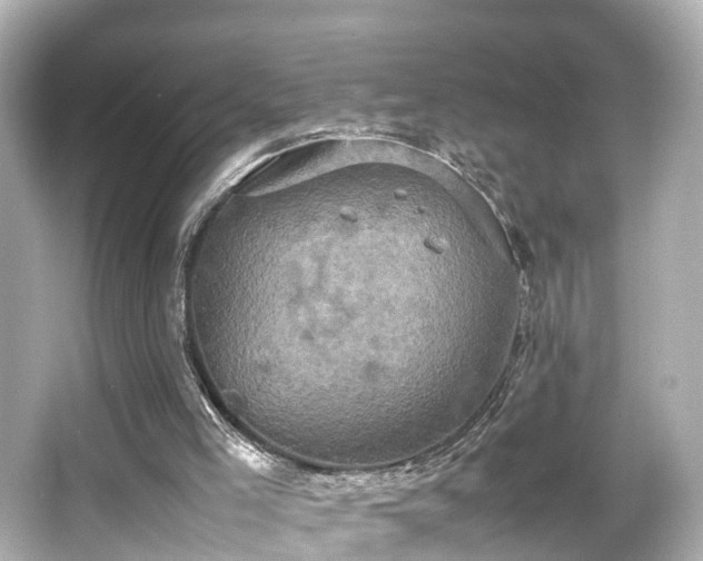 X0000066540005200603201438