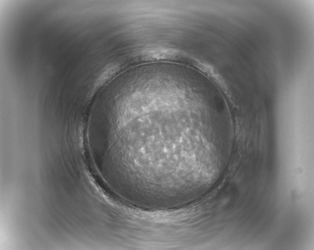 X0000066540010200603201438