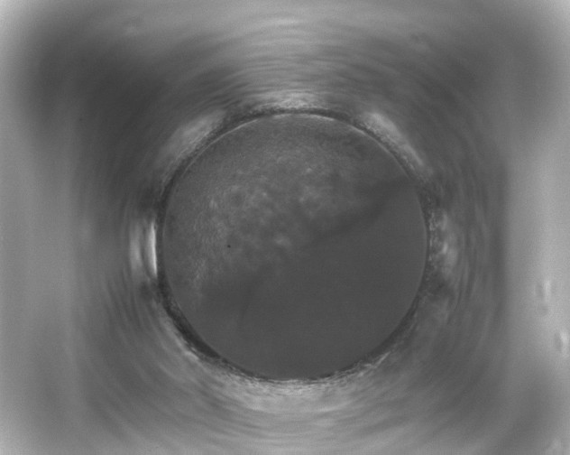 X0000066540014200603201438