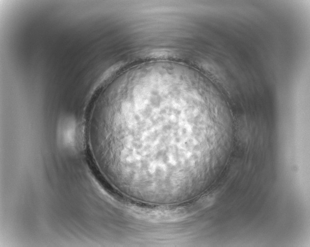 X0000066540016200603201437