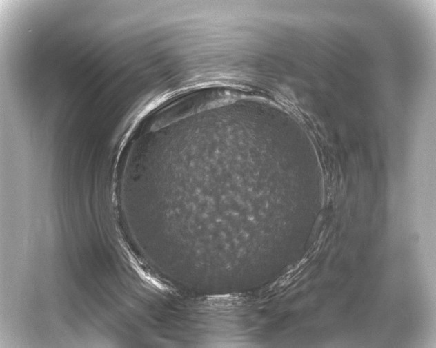 X0000066540050200603201436