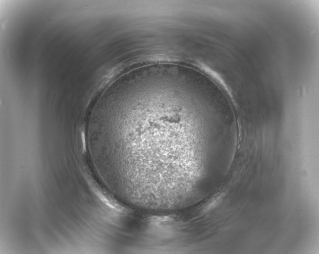 X0000066540061200603201436