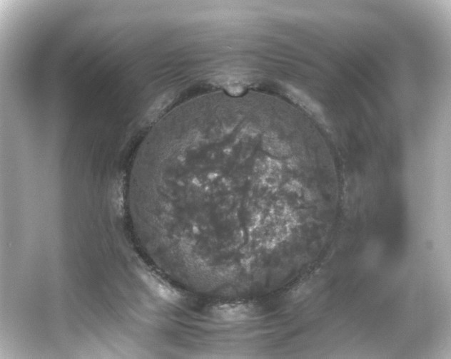 X0000066540065200603201436