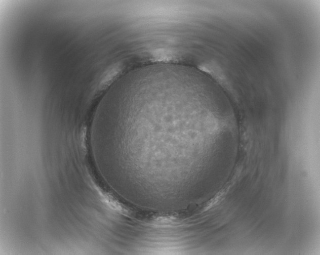 X0000066540066200603201436