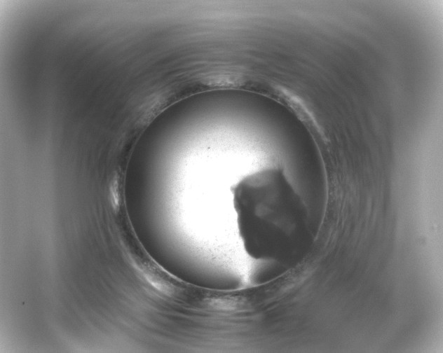 X0000066540069200603201436