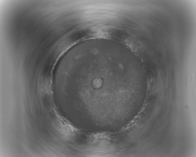 X0000066540146200603201435