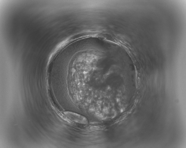 X0000066540149200603201435