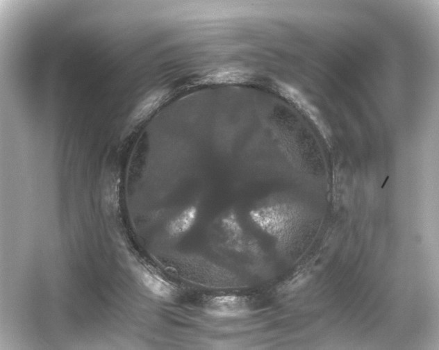 X0000066540153200603201435